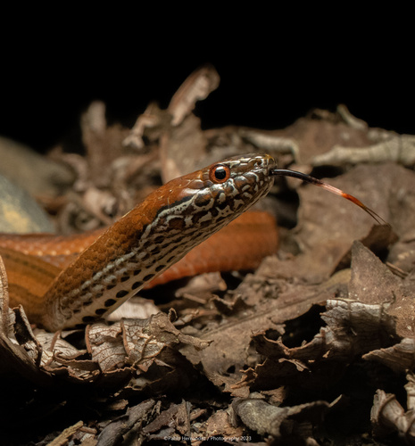 Two-spotted Snake