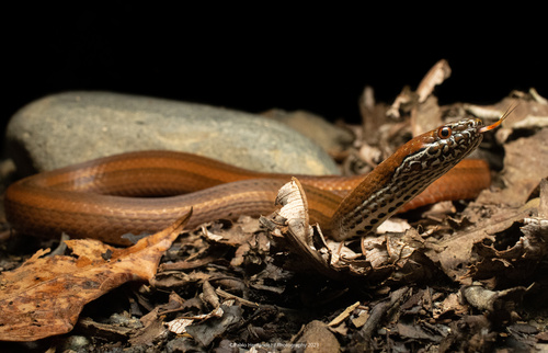 Two-spotted Snake