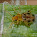 Systena novemmaculata - Photo (c) RAP, all rights reserved, uploaded by RAP