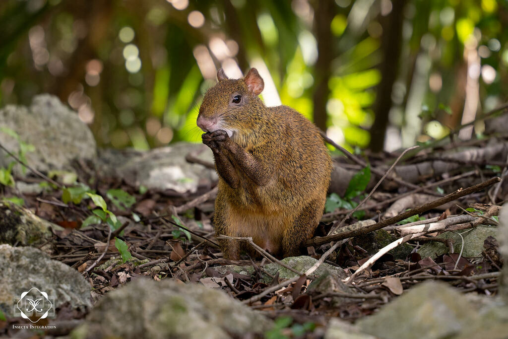 Central American Agouti from Playacar, Playa del Carmen, Quintana Roo ...