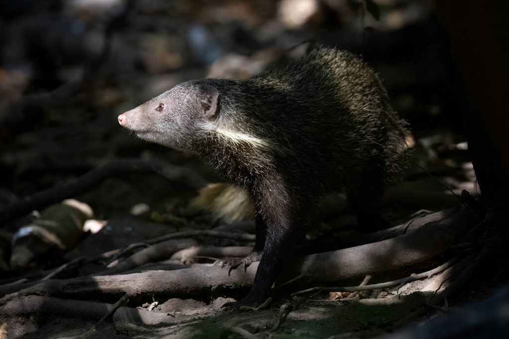 Crab-eating Mongoose from Kaeng Krachan, Kaeng Krachan, TH-PE, TH on ...