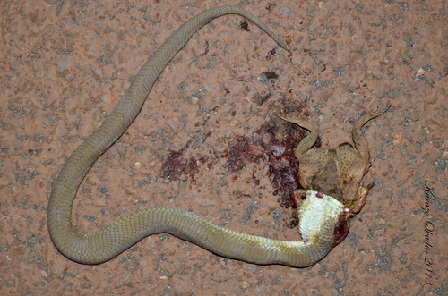Wagler's Snake