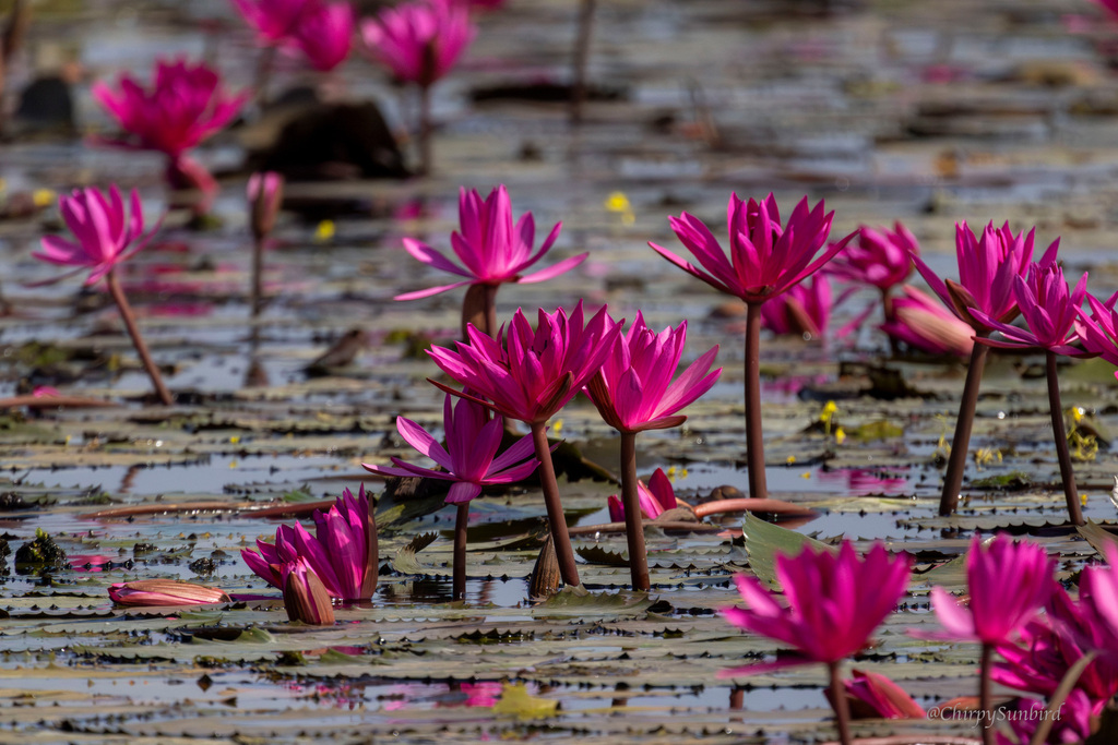 Red water lily from Bueng Boraphet, Phra Non, Mueang Nakhon Sawan ...