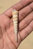 Turritella columnaris - Photo (c) Samuel Prakash, all rights reserved, uploaded by Samuel Prakash