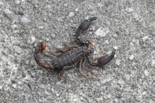 Scorpiops jendeki