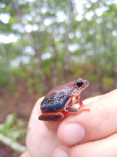 Angolan Reed Frog