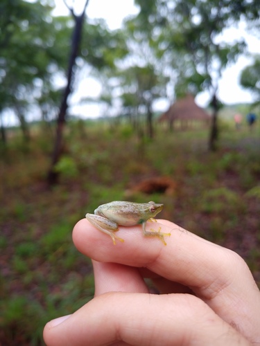 Benguella Reed Frog