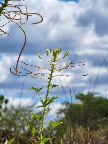 Tarenaya longicarpa