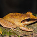 Pristimantis chiastonotus - Photo (c) togbui, all rights reserved, uploaded by togbui