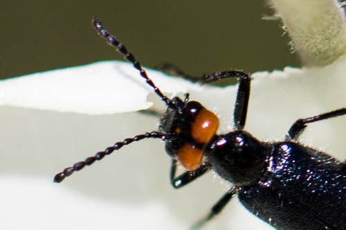 Red-eared Blister Beetle