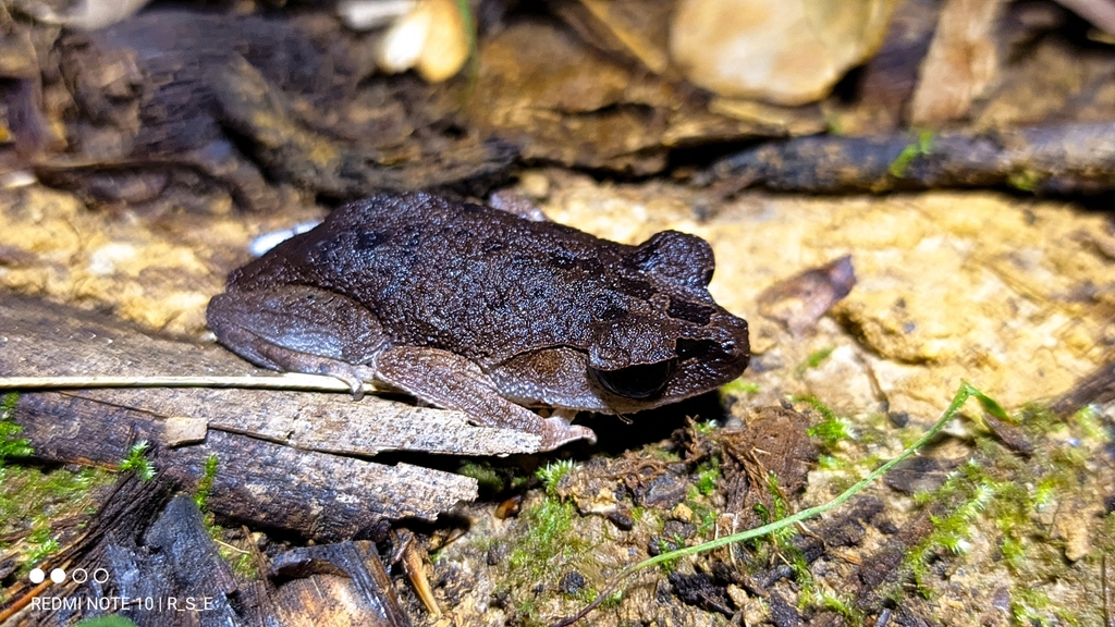 Lowland Litter Frog From Empunak Tapang Keladan Kec Ketungau Hulu