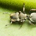 Angustus-group Turtle Ants - Photo (c) Anderson Rabello Pereira, all rights reserved, uploaded by Anderson Rabello Pereira