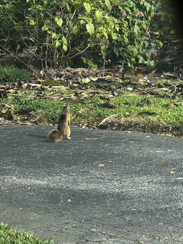 Fox Squirrel from Turtle Island, Naples, FL, US on December 27, 2023 at