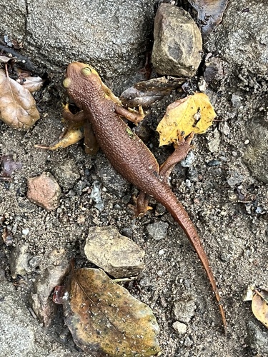 iNaturalist observation photo of California Newt