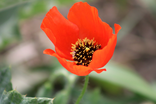 Roemeria refracta DC.