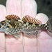 Calico Sculpin - Photo (c) prickly_sculpin, all rights reserved, uploaded by prickly_sculpin