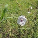 Tamonea euphrasiifolia - Photo (c) Margarita Barba, todos los derechos reservados, subido por Margarita Barba