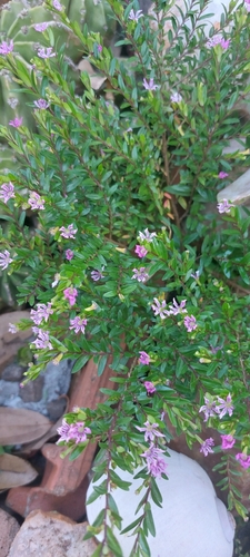 False heather