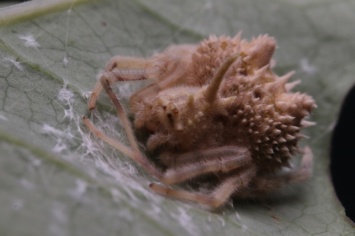 Mastophora leucacantha