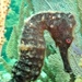 Observation photo