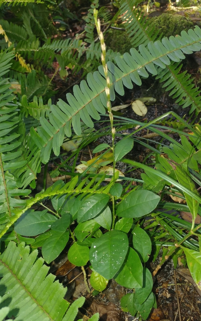 Guinea Hen Weed from Davie, FL 33330, USA on December 27, 2023 at 12:00 ...