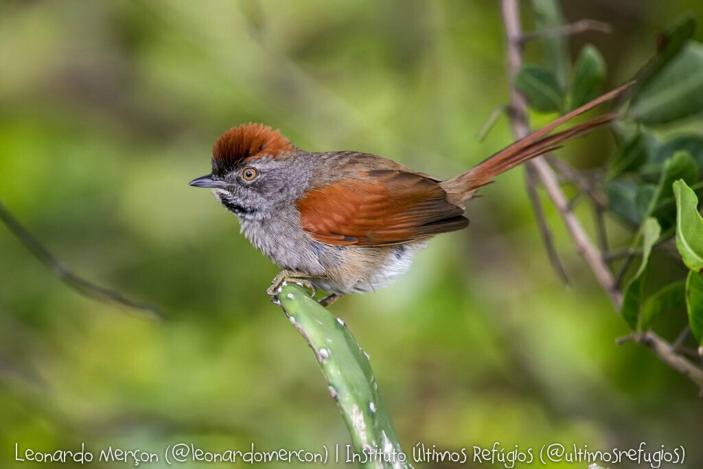Sooty-fronted Spinetail (Synallaxis frontalis)