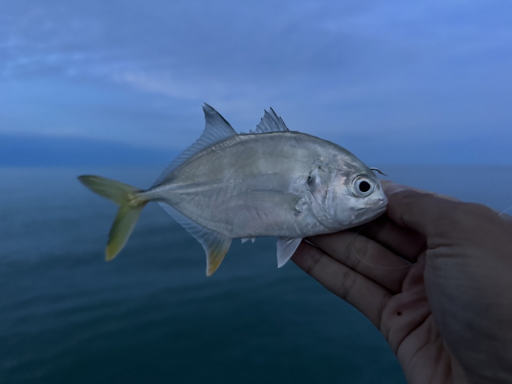 Horse-eye Jack from North Atlantic Ocean, FL, US on December 27, 2023 ...