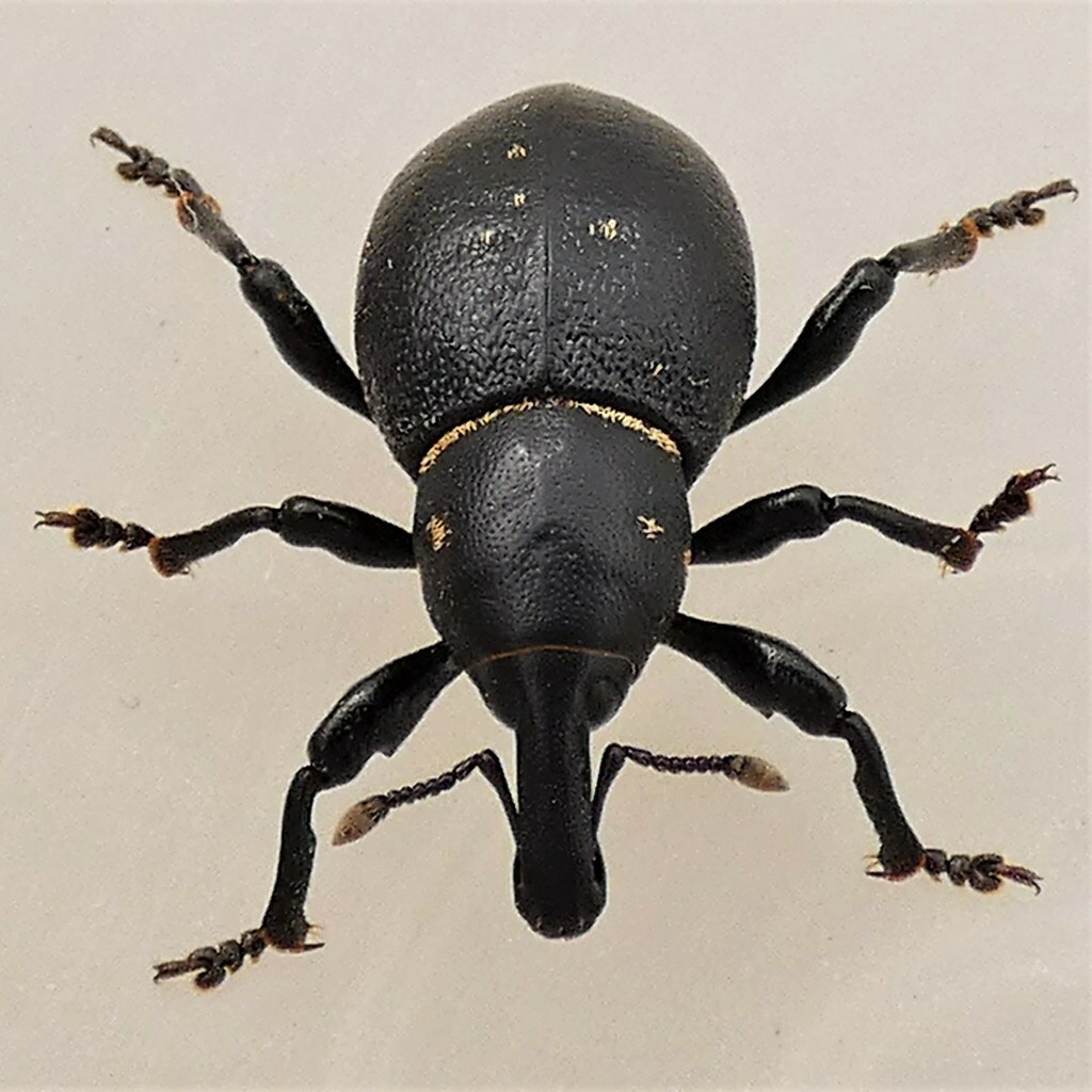 Liparus coronatus from 34587 Felsberg, Deutschland on May 14, 2021 at