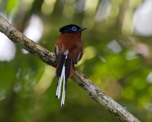 Malagasy Paradise-Flycatcher