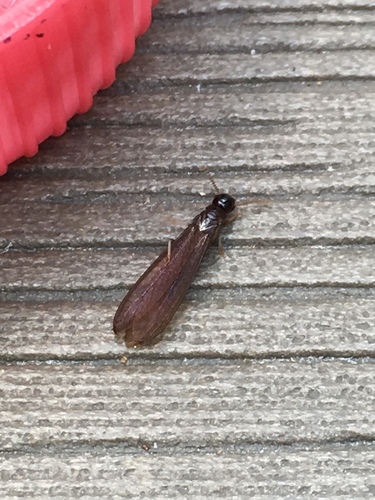 Genus Calcaritermes · iNaturalist