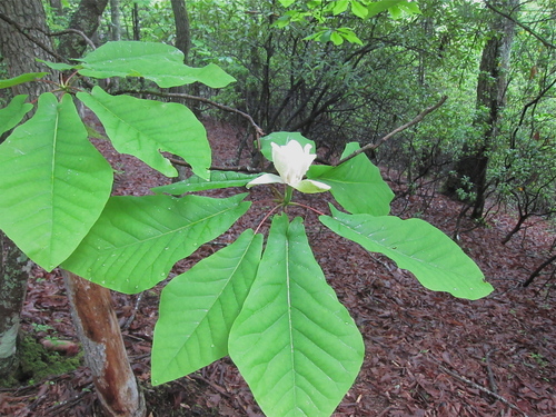 Fraser Magnolia