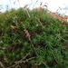 Eastern Haircap Moss - Photo (c) Alex Graeff, all rights reserved, uploaded by Alex Graeff