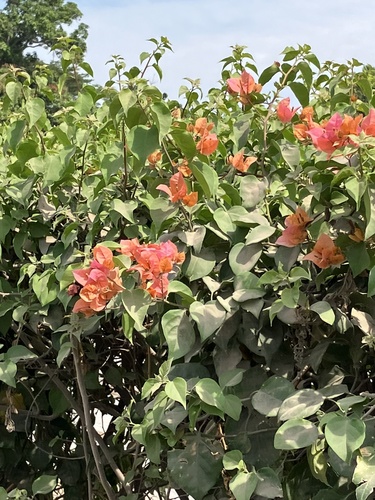 beautiful bougainvillea