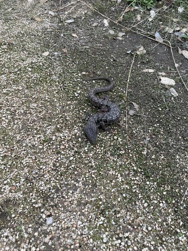 iNaturalist observation photo of Southern Alligator Lizard