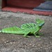 Basiliscus - Photo (c) Maria Fernanda Guizar Amador, כל הזכויות שמורות, הועלה על ידי Maria Fernanda Guizar Amador