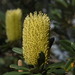 Banksia integrifolia integrifolia - Photo (c) peterzoo, all rights reserved, uploaded by peterzoo