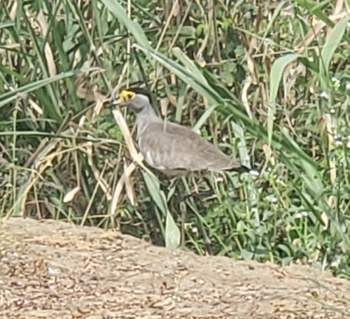 Brown-chested Lapwing