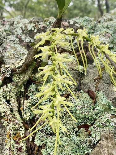 Tridactyle citrina