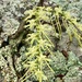Tridactyle citrina - Photo (c) carolineconradie, todos os direitos reservados