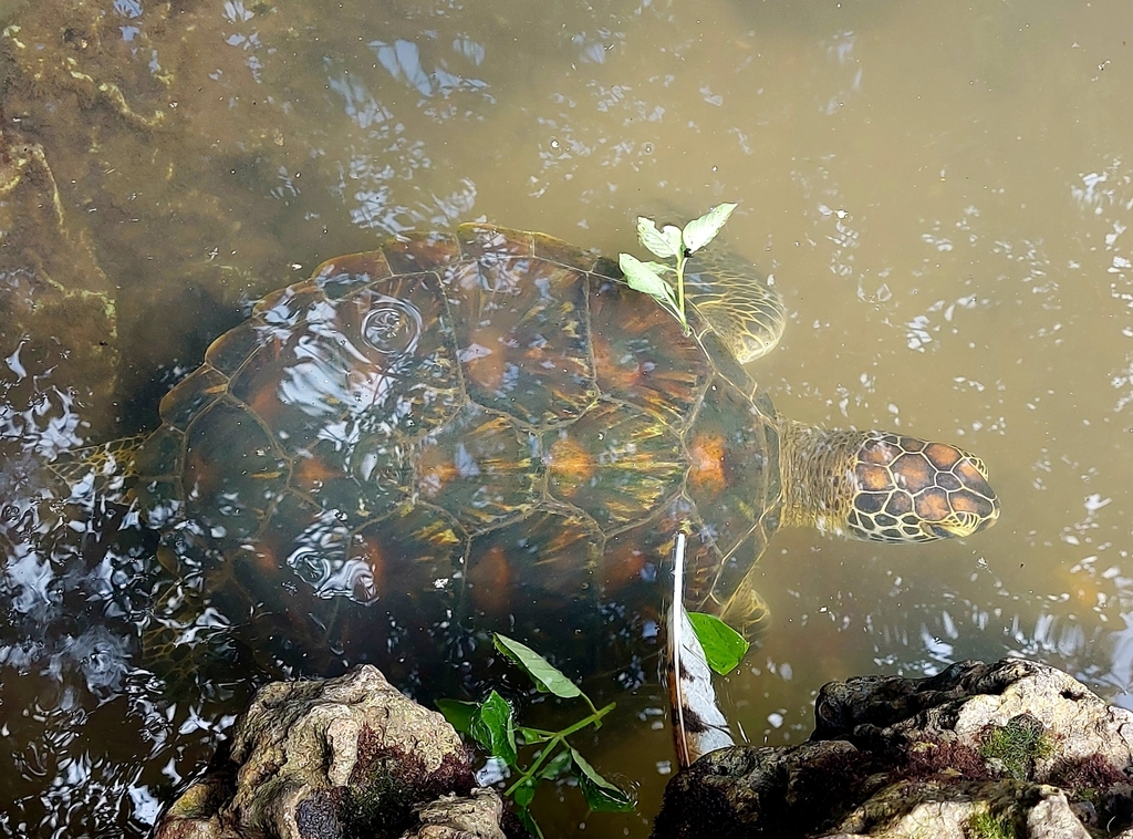 Green Sea Turtle In December 2023 By Ian Van Romburgh INaturalist   Large 