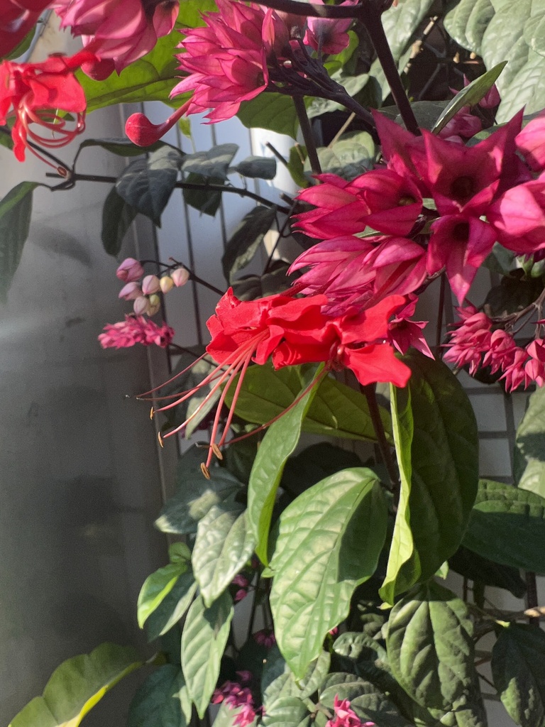 mint family from 總爺藝文中心辦公室, 麻豆區, TNN, TW on December 24, 2023 at 0325