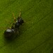 Noble Jumping Spider - Photo (c) Anderson Rabello Pereira, all rights reserved, uploaded by Anderson Rabello Pereira