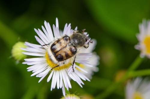 Lasiotrichius succinctus