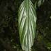 Philodendron hatschbachii - Photo (c) Marco Pellegrini, todos los derechos reservados, subido por Marco Pellegrini