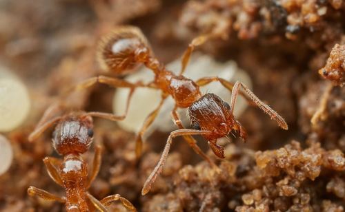 Tetramorium laevithoraxTetramorium laevithorax