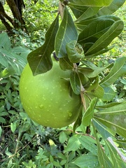 Crescentia cujete image
