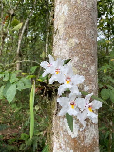 Nobile Oncidium