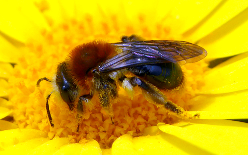 Andrenid Bee