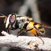 Copestylum marginatum - Photo (c) Tom Barnes，保留所有權利