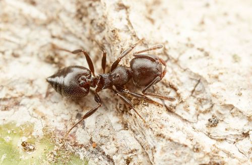 Crematogaster gerstaeckeriCrematogaster gerstaeckeri